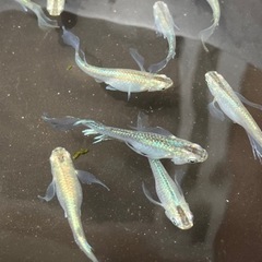 緑光ヒレナガメダカ成魚1ペアー。