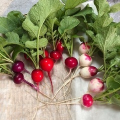 🫑🥕無農薬とれたて新鮮野菜🥔🧅🥬の画像