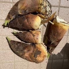 たけのこ
