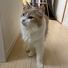 親がメイクーンとラガマフィン - 猫