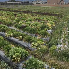 援農ボランティア募集！菌ちゃん農法＆自然栽培の農作業のお手伝い。...