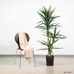 ⑨【処分価格】新品　サイザルアサ 160cm 人工観葉植物 インテリア フェイクグリーン