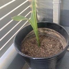 観葉植物　植木鉢