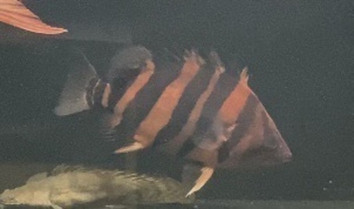 ダトニオ　プラスワン　３０センチ