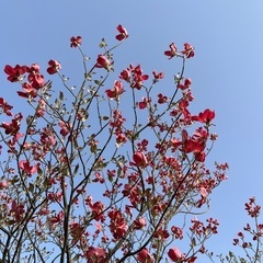 青空ヨガ（公園でヨガ） - 富山市