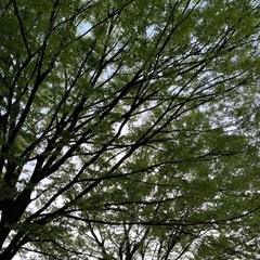 青空ヨガ（公園でヨガ） - スポーツ