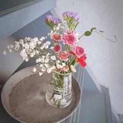 水挿しで簡単に増えます🍀可愛いワイヤープランツ切り苗10本🍀常緑　おしゃれの画像