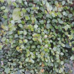 水挿しで簡単に増えます🍀可愛いワイヤープランツ切り苗10本🍀常緑...