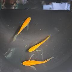 メダカ　紅帝　他多数