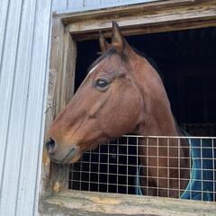 馬好きさん🐴🌟⋆꙳
