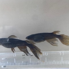 メダカ 火炎黒龍 1ペア