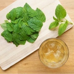 摘みたて　無農薬レモンバーム の葉