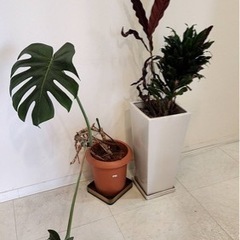 モンステラ　観葉植物　受渡し予定者決定の画像