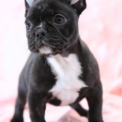 可愛いフレンチブルドッグを良心価格で🐶