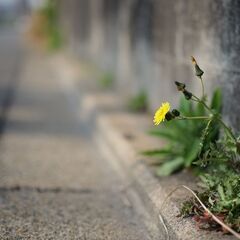 ★カメラの使い方教えます★デジタルカメラ・フィルムカメラ初心者の方におすすめ♪の画像