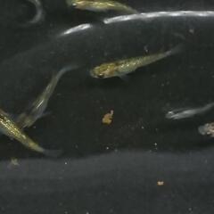 ミックスめだか メダカ  10匹セットの画像