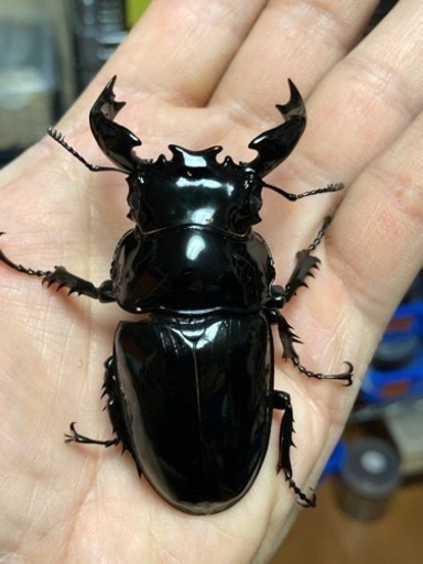 タランドゥスオオツヤクワガタ♂77㎜　新成虫未後食