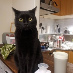〈応募停止中〉懐っこい黒猫(雄 3才)です。