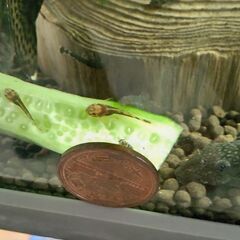 【熱帯魚】ミニブッシープレコ幼魚 4匹1000円