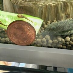 【熱帯魚】ミニブッシープレコ幼魚 4匹1000円の画像