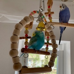 可愛い手乗りセキセイインコの里親募集