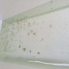 白メダカ、黒メダカ、ミックス