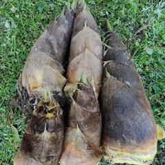 【4/16(日)限定】無農薬たけのこ 筍 タケノコ