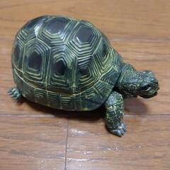 バンダイ いきもの大図鑑 リクガメガチャの画像