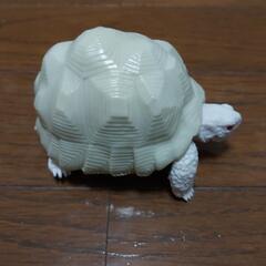 バンダイ いきもの大図鑑 リクガメガチャの画像