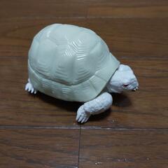 バンダイ いきもの大図鑑 リクガメガチャの画像