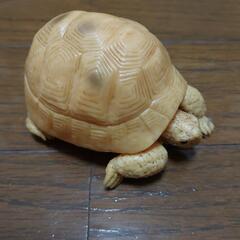 バンダイ いきもの大図鑑 リクガメガチャの画像