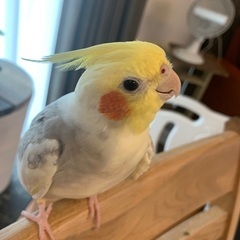 オカメインコを探しています