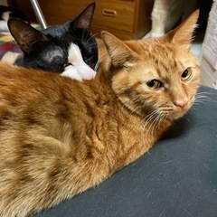 羽曳野市島泉5丁目で飼い猫が脱走しました。