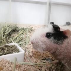 スキニーギニアピッグ