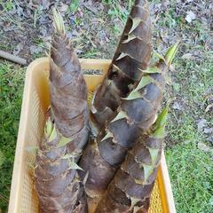 【4/16(日)限定】無農薬たけのこ 筍 タケノコの画像