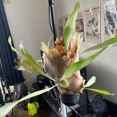 ビカクシダ　コウモリランの画像