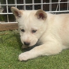 🐕保護犬U・x・U2ヶ月オスの里親さん募集です🌸