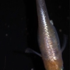 ヴィクトリア（道三めだか様直個体）稚魚10匹