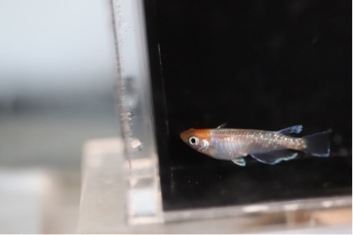 レッドクリフ紅白