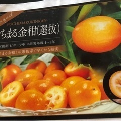 プチマル金柑（選抜）鉢植え苗木
