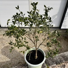 【値下げ】ぷちまる 種無しキンカン 鉢植え幼木