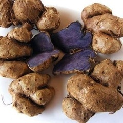 黒ウコン　種芋　250g 超希少　貴重　珍しい野菜　野菜の種　家...