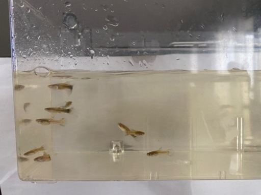 ブルーグラス、レッドグラス、ブラオの若魚13匹