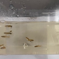 ブルーグラス、レッドグラス、ブラオの若魚13匹