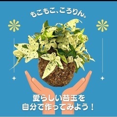 青島で苔玉作りワークショップの画像