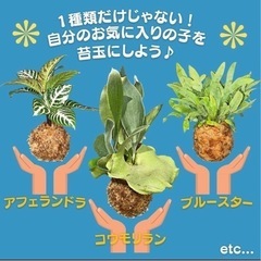 青島で苔玉作りワークショップの画像
