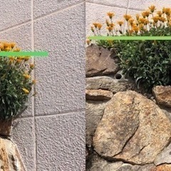 増えるガザニア♪大量株分け･:*+.の画像