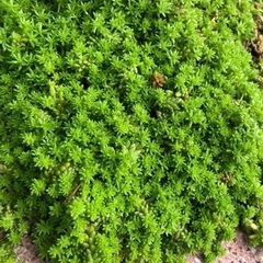 増えるセダム♪株分け･:*+.の画像