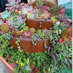 増えるセダム♪株分け･:*+.の画像