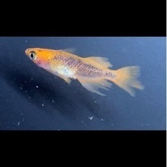 メダカ各種の画像